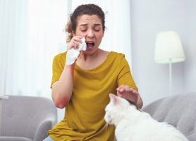 Allergisk & äga katt
