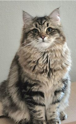 juni Neiribis Felina juni Neiribis Felina